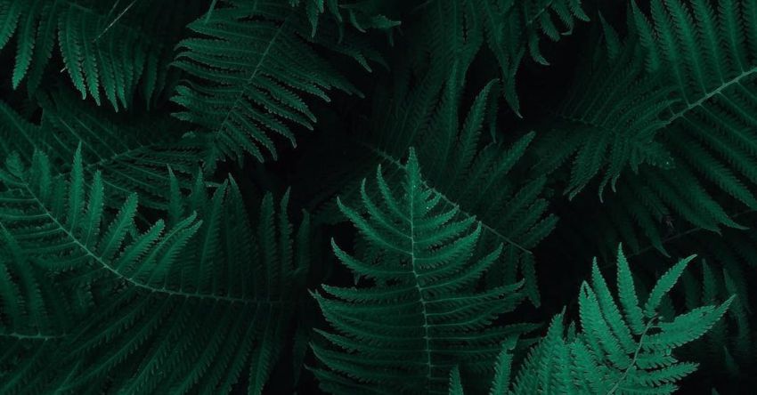 Foliage - Photo of Green Fern Leaves